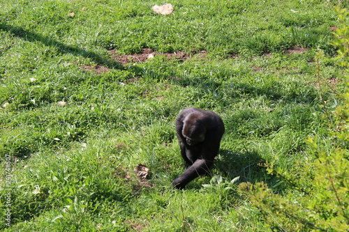 the gorillas of the cabarceno park photo