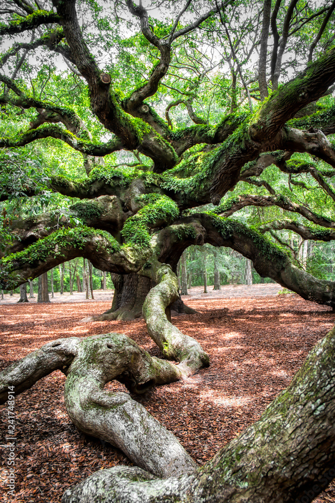 angel oak tree in John’s Island South Carolina