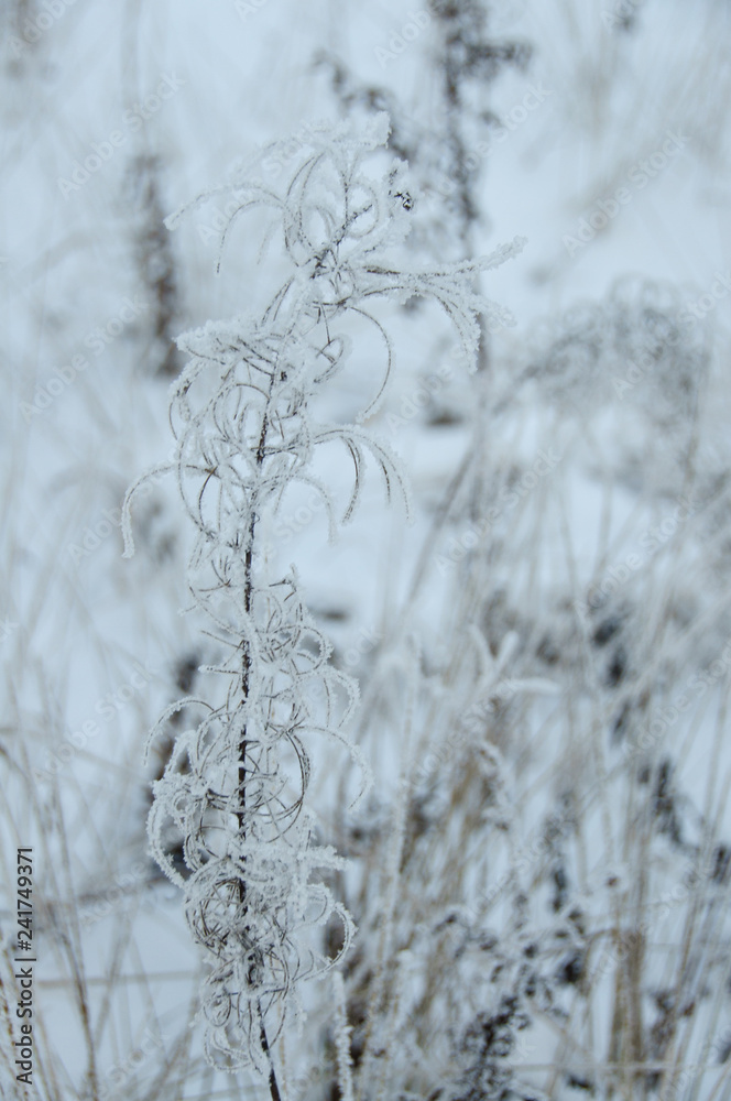 Dry flower of fireweed (Chamerion angustifolium) in winter Dry flower of fireweed (Chamerion angustifolium) in winter