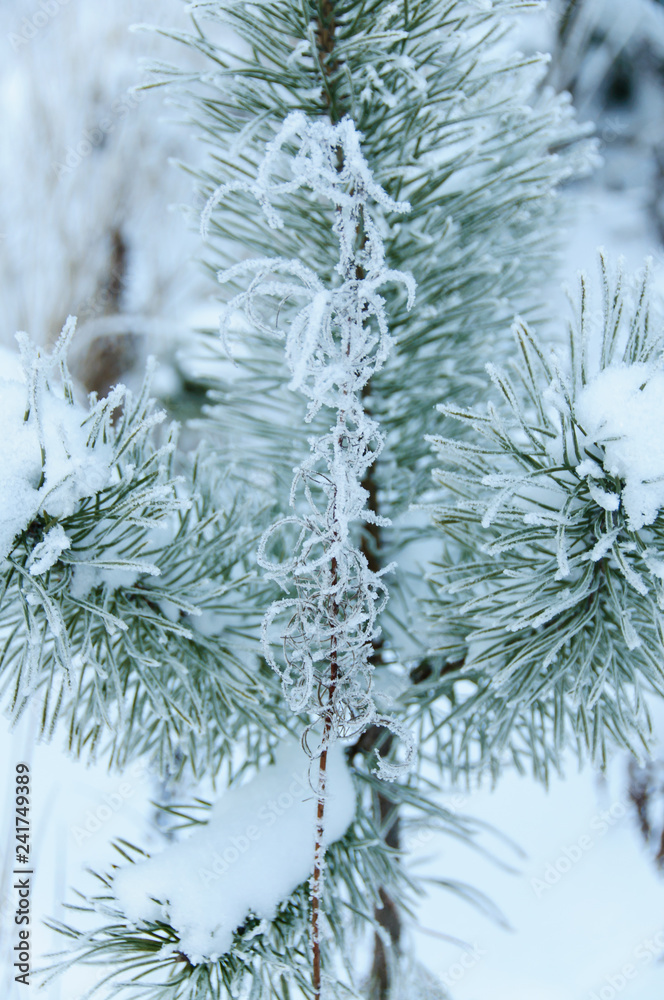 Pine branch in the forest in winter