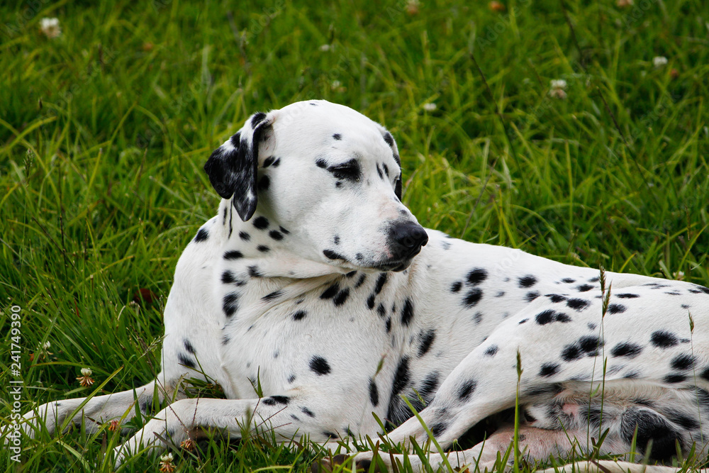 Dalmatian dog pet in the garden Dalmatian dog pet in the garden