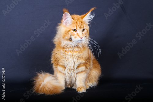 chat, chaton, animal, animal de compagnie, felidae, joli, domestique, chat, fourrure, portrait, adorable, blanc, yeux, noir, chat tigré, jeune, bleu, isolé, mammifère, rouge, beau, favoris, petit, reg