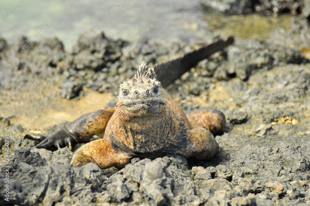 Marine Iguana Marine Iguana