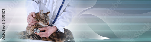 Veterinarian examining a ca...