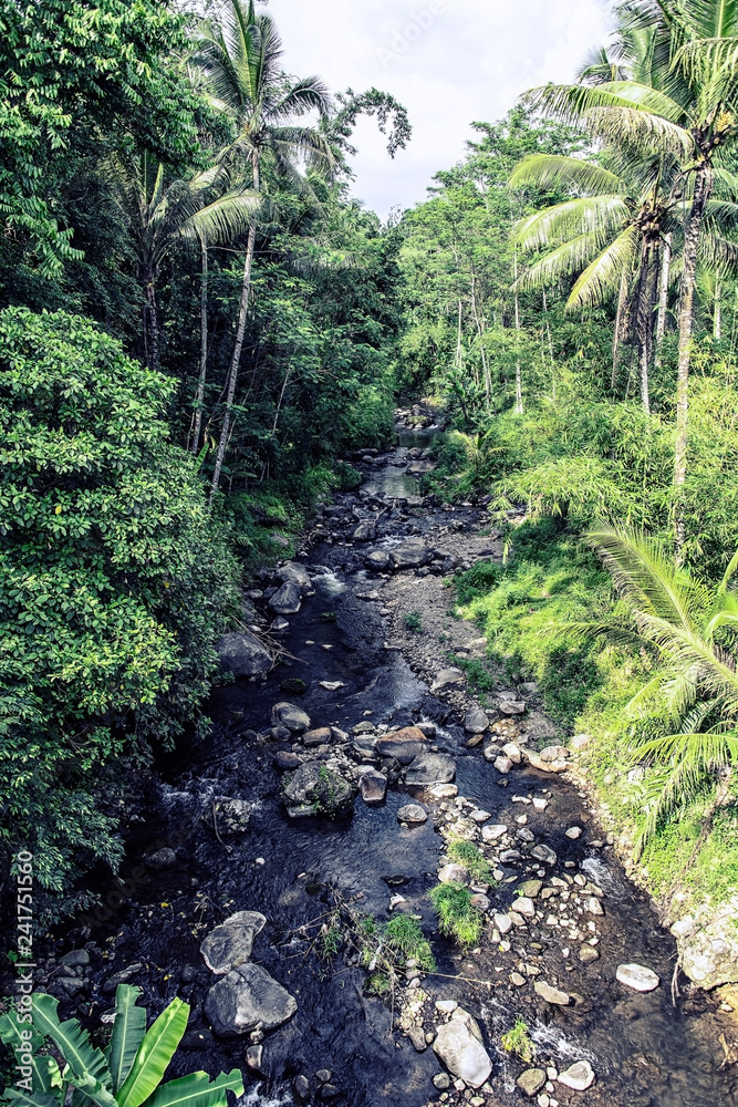 Fototapeta premium Głęboki las deszczowy na Jawie w Indonezji