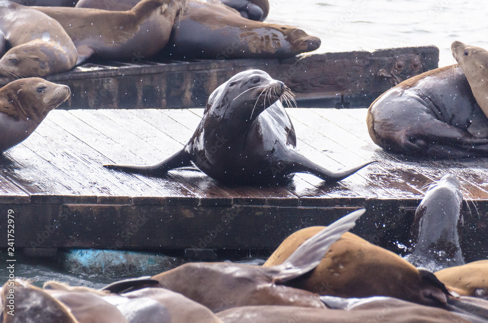 Fototapeta premium A sea lion on the docks of Pier 39 in San Francisco