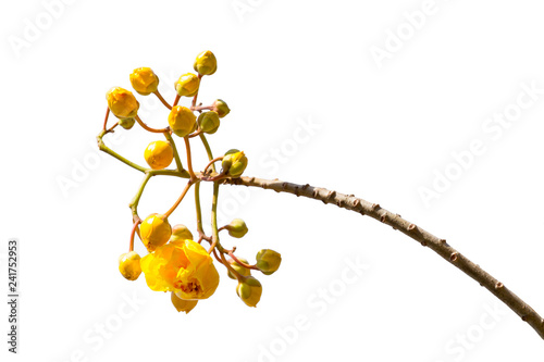 Yellow Flower (Cochlospermum regium flower) isolated on white background.