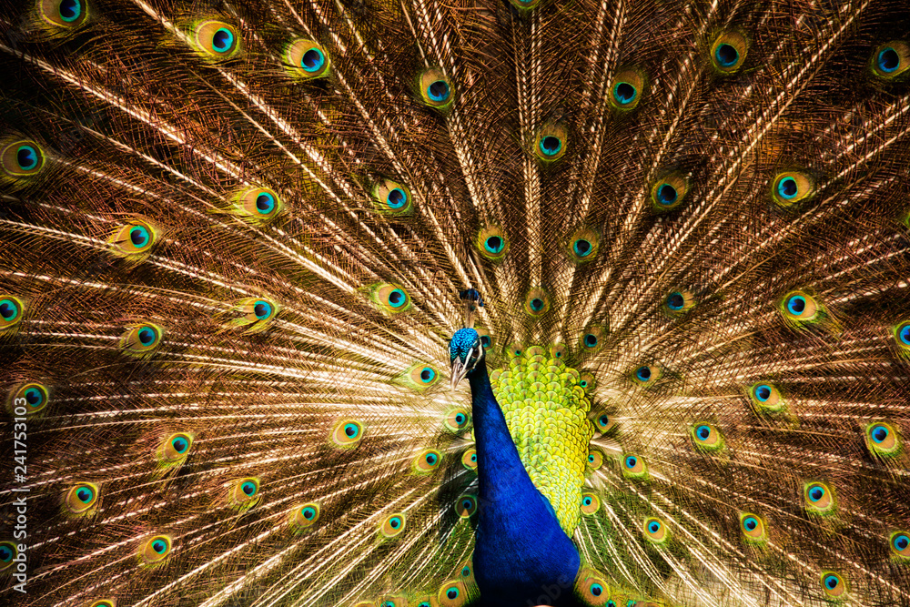 Obraz premium colorful peacock at the Magnolia plantation in Charleston South Carolina