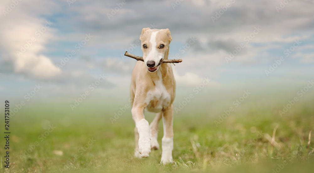 Fototapeta premium Portrait of a 8 weeks Whippet
