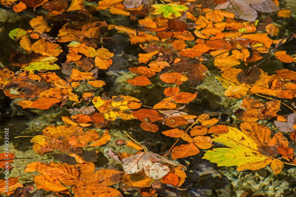 Herbstblätter treiben im Wasser