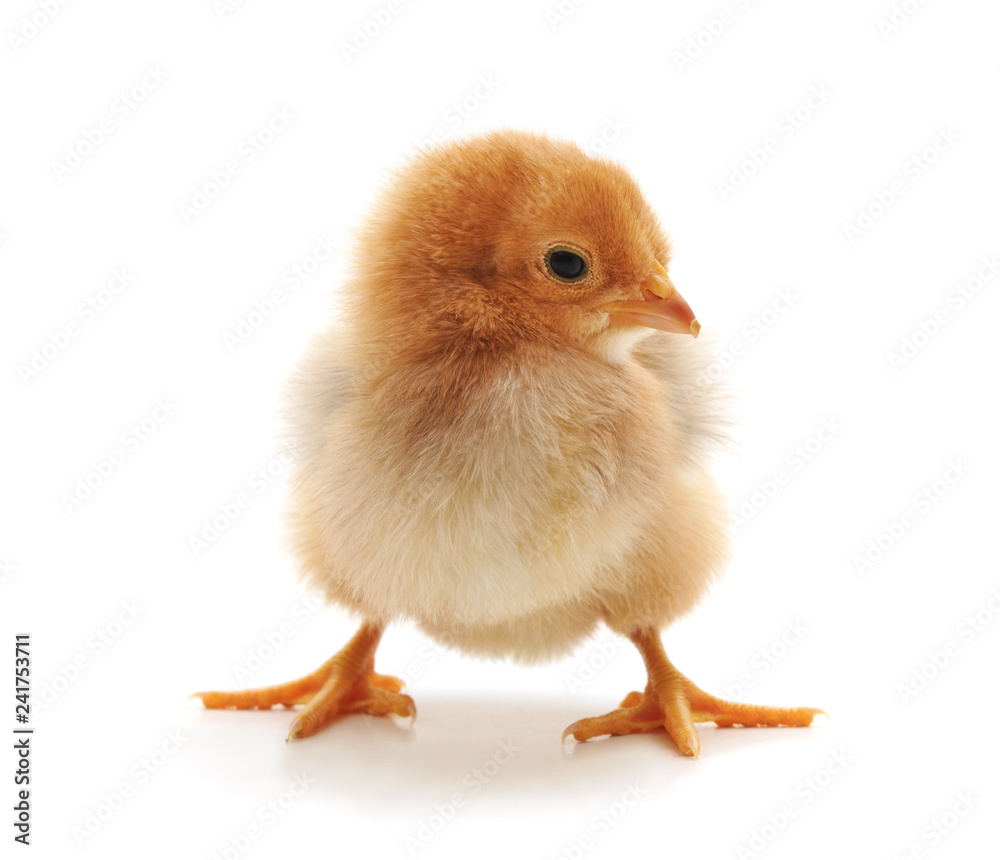 Obraz premium One little chicken.