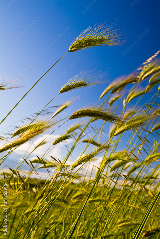 Grass field in the spring season, Puglia, Italy