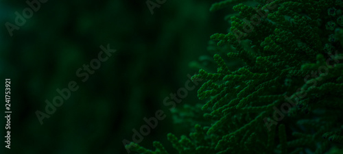 Dark green color background. Vegetative background, branches, close-up, blurred bokeh background. Dark beautiful green.
