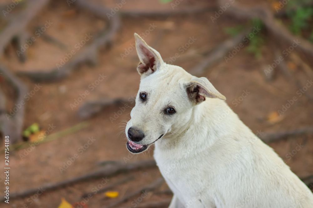 Close up Portrait of white Dog on the street