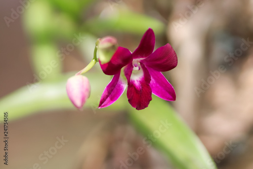 Close up of a beautiful thai orchid floweron green background