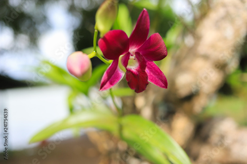 Close up of a beautiful thai orchid floweron green background