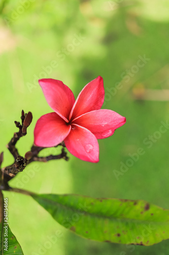 Close up of a beautiful red frangipani flower on green background