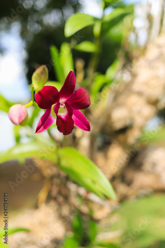 Close up of a beautiful thai orchid floweron green background