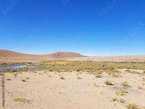 Beautiful lamas in the Andes in South America.