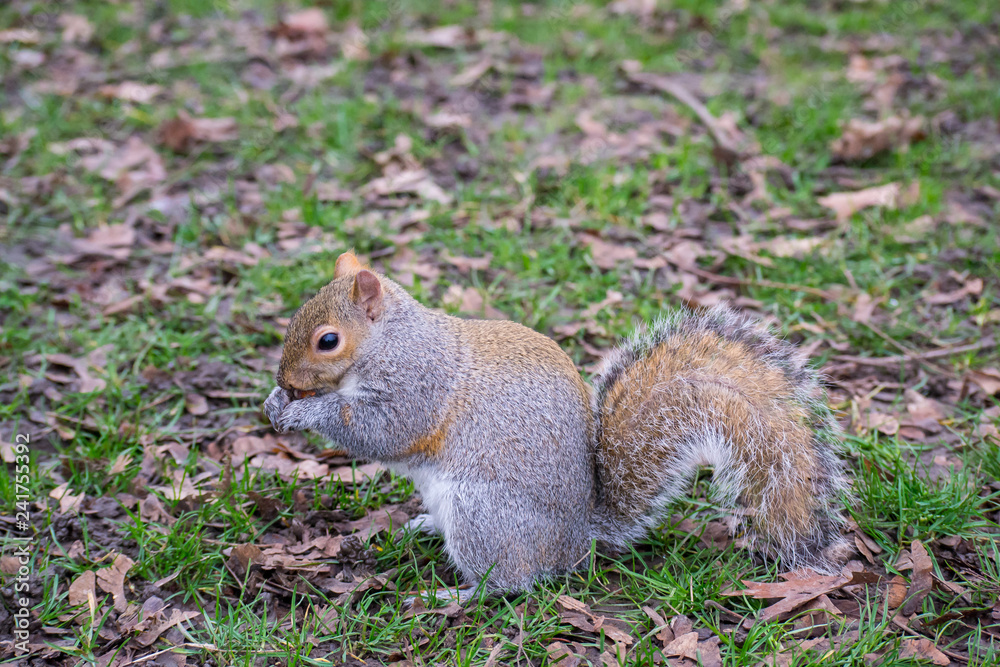Squirrel in the park Squirrel in the park