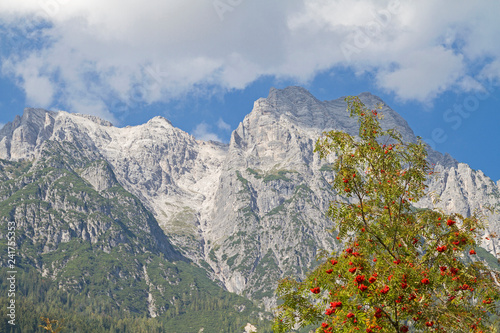 Ebereschenbaum mit  Loferer Steinbergen photo