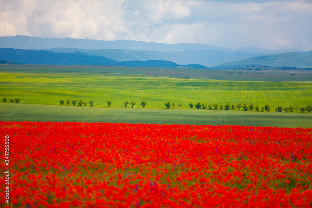 Green meadows in mountain background. Blurred poppies in foreground