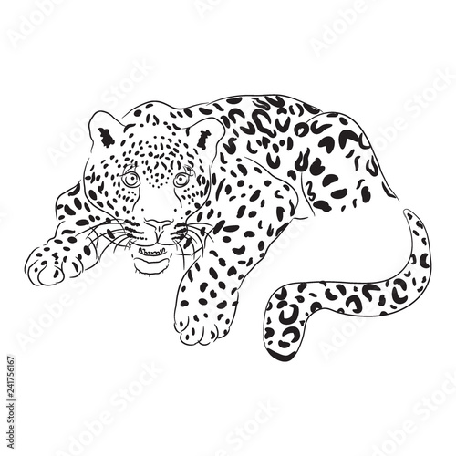 Black and white vector sketch of lying Jaguar