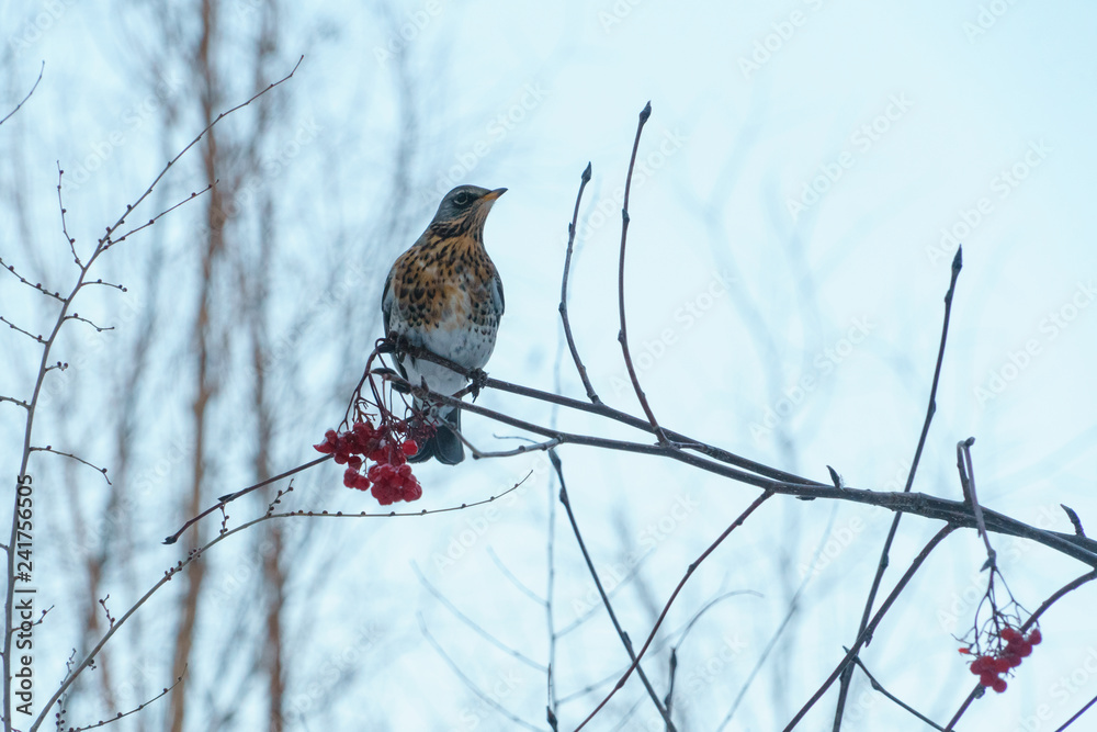 Fieldfare sitting on a branch with red rowan in winter Fieldfare sitting on a branch with red rowan in winter