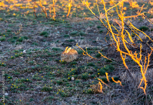 Cottontail Rabbit photo