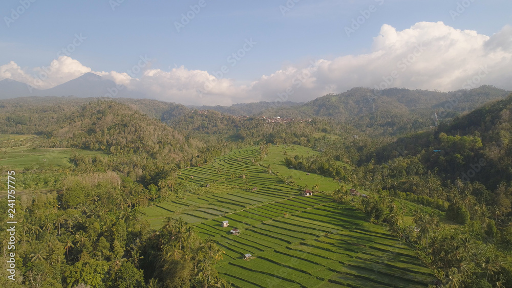 green rice terraces, fields and agricultural land with crops. aerial view farmland with rice terrace agricultural crops in countryside Indonesia,Bali