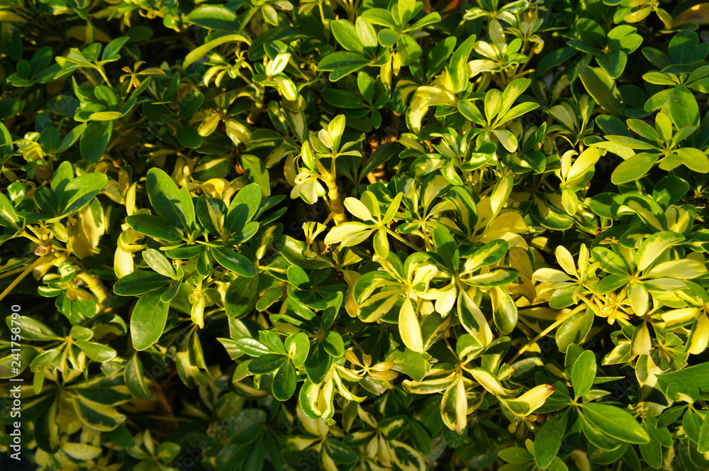 Obraz premium Schefflera arboricola or dwarf umbrella green foliage background