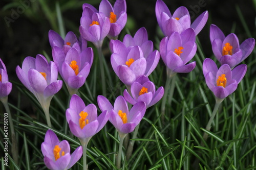 wonderful little blooming lilac crocuses with a yellow heart macro