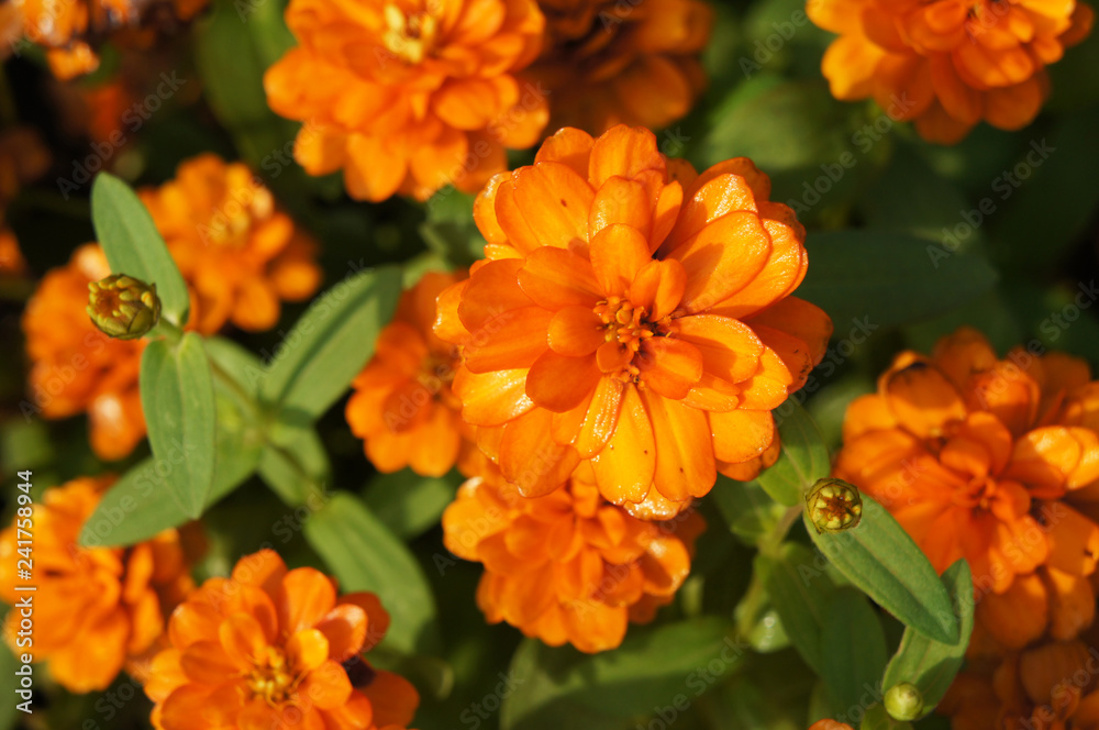 Zinnia elegans orange king orange flowers with green Zinnia elegans orange king orange flowers with green