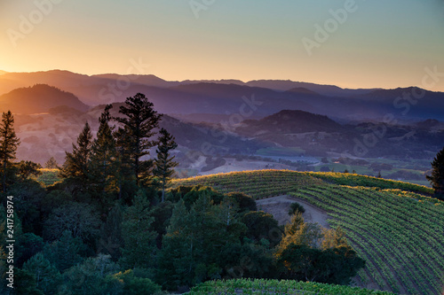 Vineyard at sunset, Healdsburg, California photo
