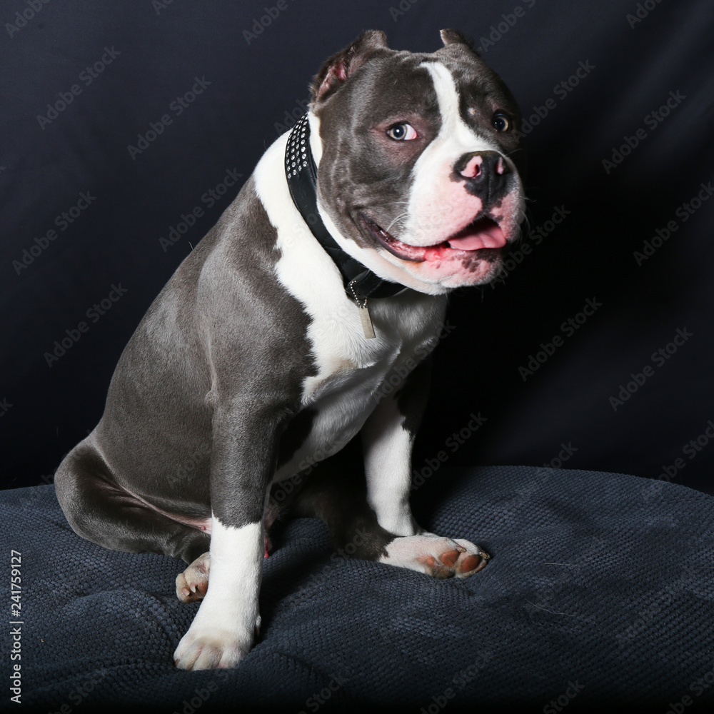 chien, bouledogue, animal, animal de compagnie, chiot, bouledogue français, blanc, isolé, canidae, joli, français, terrier, mammifère, race, portrait, domestique, noir, de race, taureau, studio, être 