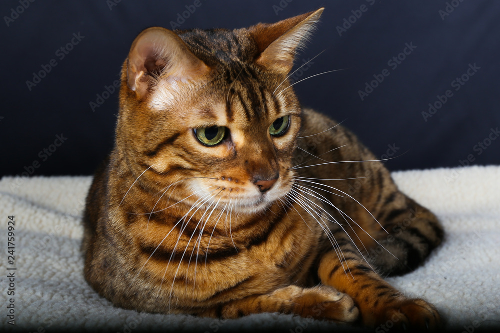Fototapeta premium chat, animal, animal de compagnie, chaton, joli, felidae, domestique, fourrure, chat, yeux, portrait, blanc, noir, gris, animal de compagnie, mammifère, chat tigré, yeux, jeune, regardant, favoris, ch