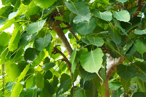 Ficus religiosa  or bodhi tree green leaves close up photo