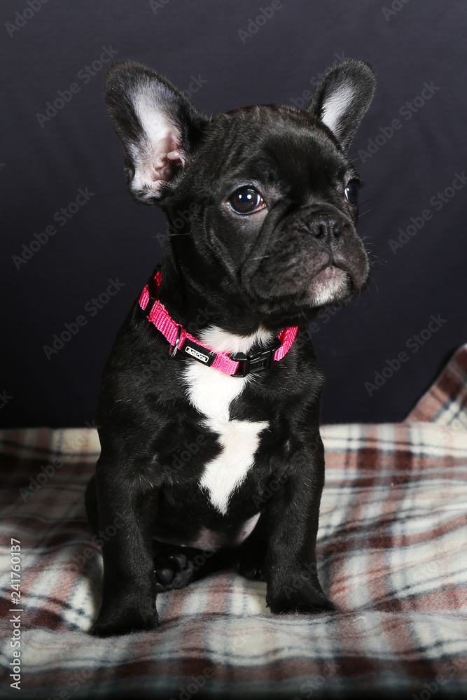 chien, bouledogue, bouledogue français, français, animal de compagnie,  animal, chiot, joli, noir, blanc, canidae, isolé, race, portrait, pedigree,  mammifère, adorable, de race, jeune, fond blanc, dome Stock Photo | Adobe  Stock