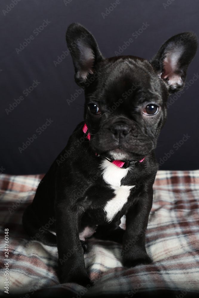 chien, bouledogue, bouledogue français, français, animal de compagnie, animal, chiot, joli, noir, blanc, canidae, isolé, race, portrait, pedigree, mammifère, adorable, de race, jeune, fond blanc, dome