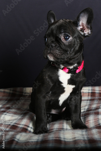 chien, bouledogue, bouledogue français, français, animal de compagnie, animal, chiot, joli, noir, blanc, canidae, isolé, race, portrait, pedigree, mammifère, adorable, de race, jeune, fond blanc, dome