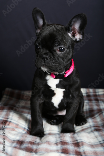 chien, bouledogue, bouledogue français, français, animal de compagnie, animal, chiot, joli, noir, blanc, canidae, isolé, race, portrait, pedigree, mammifère, adorable, de race, jeune, fond blanc, dome