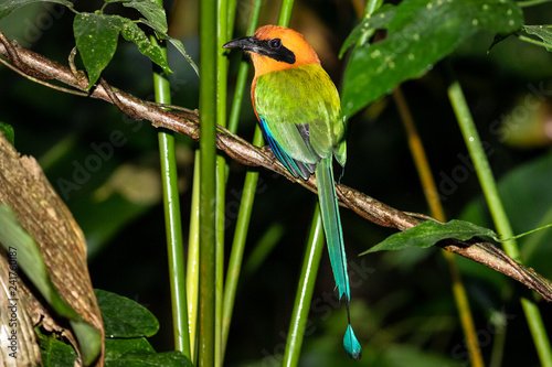 Guardabarranco (momotus momota) symbole du Nicaragua