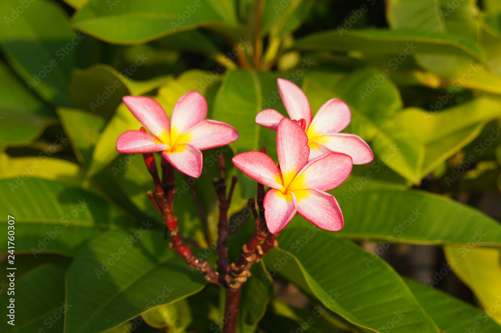 Plumeria obtusa yellow pink flowers with green leaves Plumeria obtusa yellow pink flowers with green leaves
