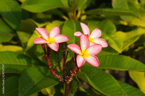 Plumeria obtusa yellow pink flowers with green leaves
