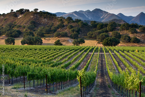 Wallpaper Mural Arroyo Grande, California: Central Coast winery and vineyards. Torontodigital.ca