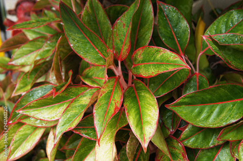 Aglaonema commutatum siam aurora green and  red  foliage background