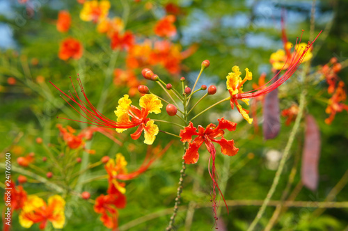 Caesalpinia pulcherrima or peacock flower or barbados pride red and yellow flowers
