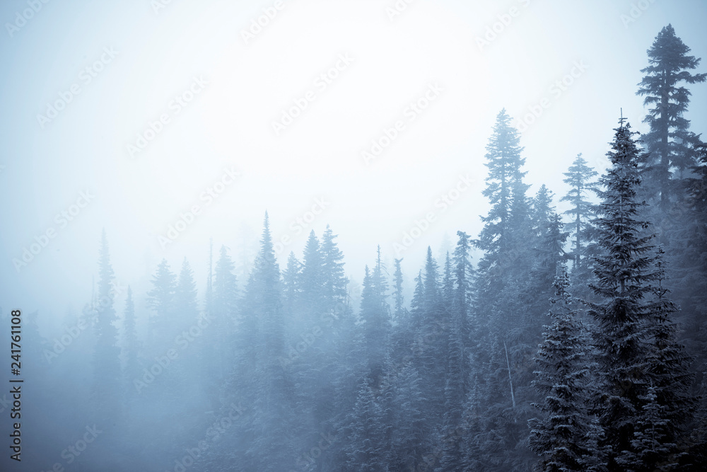 Misty scene of Mt. Rainier National park, WA. Misty scene of Mt. Rainier National park, WA.