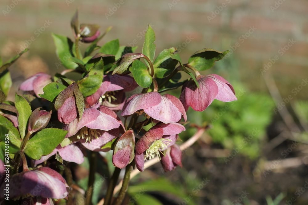 Obraz premium a beautiful pink flowering hellebore plant in the garden macro in winter