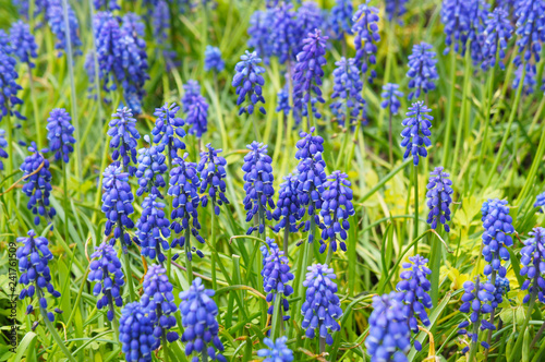 Muscari armeniacum or grape hyacinth many blue flowers